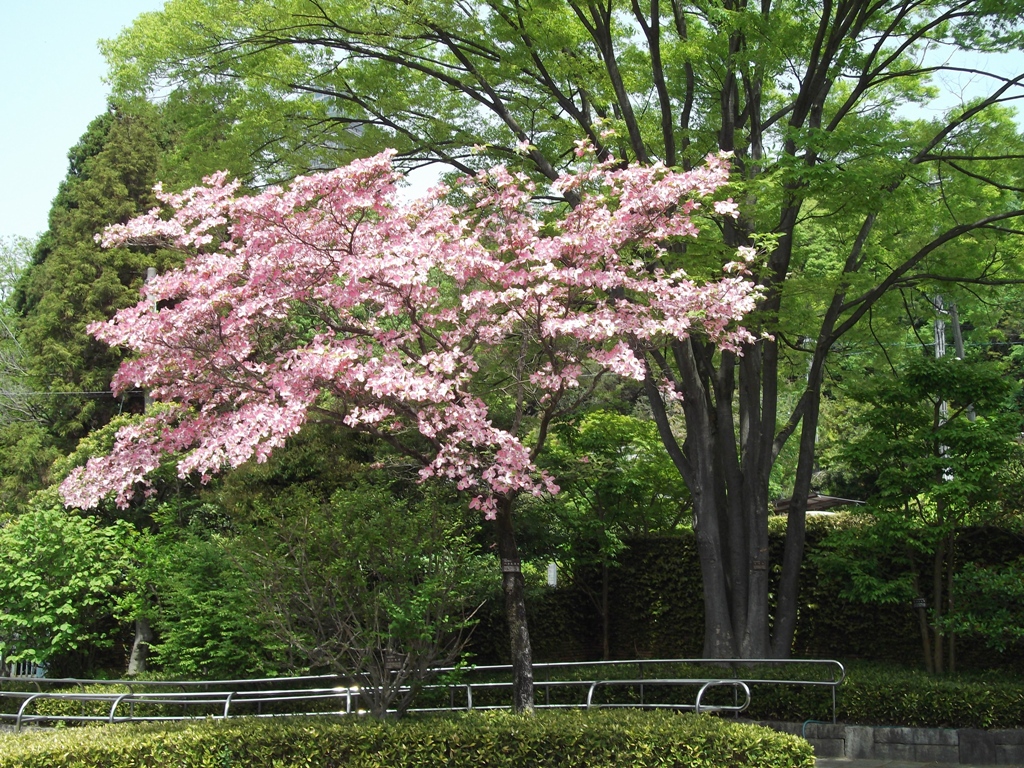 花水木(ハナミズキ)