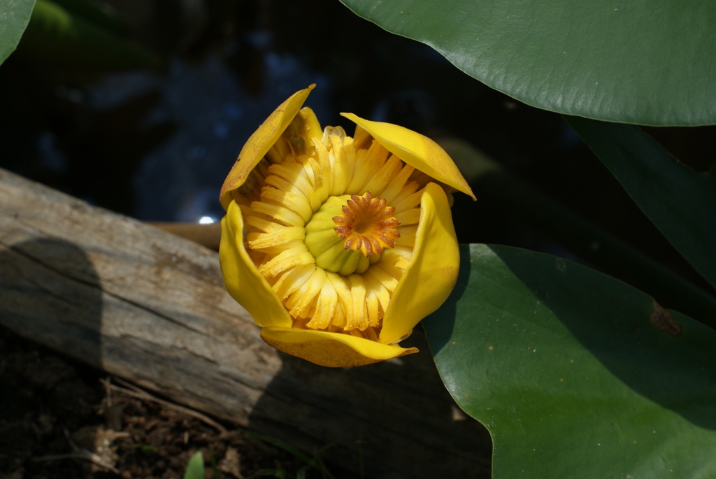 池の花