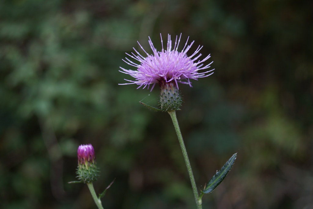 アザミの花