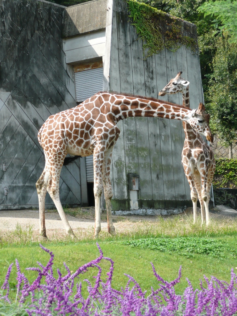 キリンとサルビア・レウカンサ