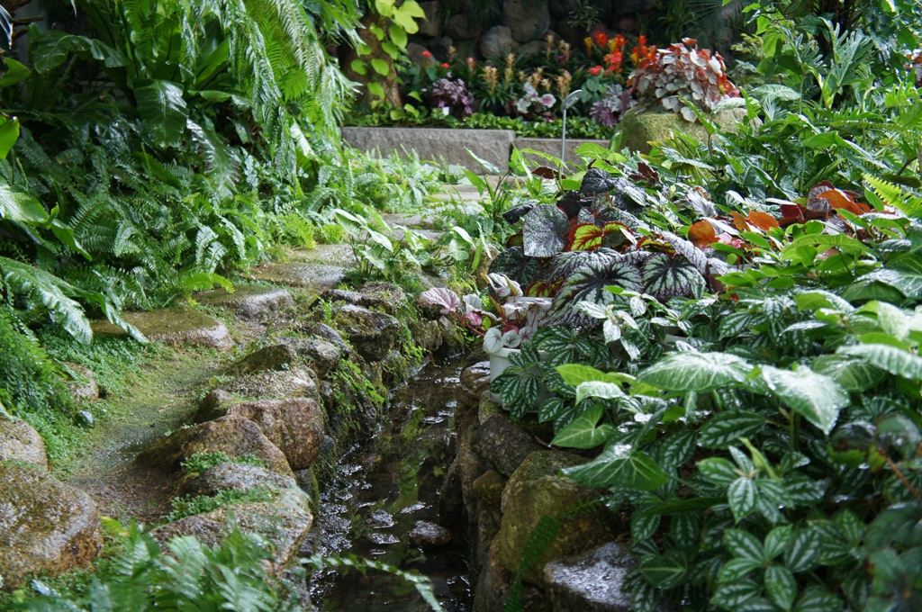 池と観葉植物