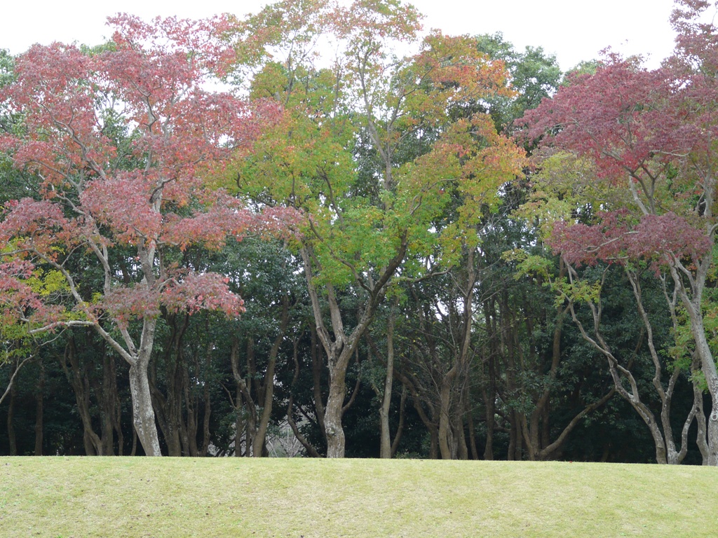 紅葉