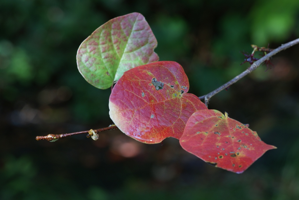 紅葉もしっとり