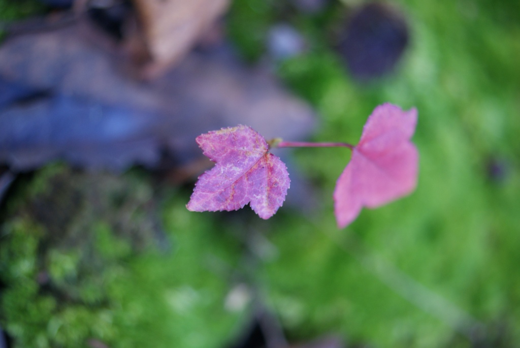 コケの間の新芽