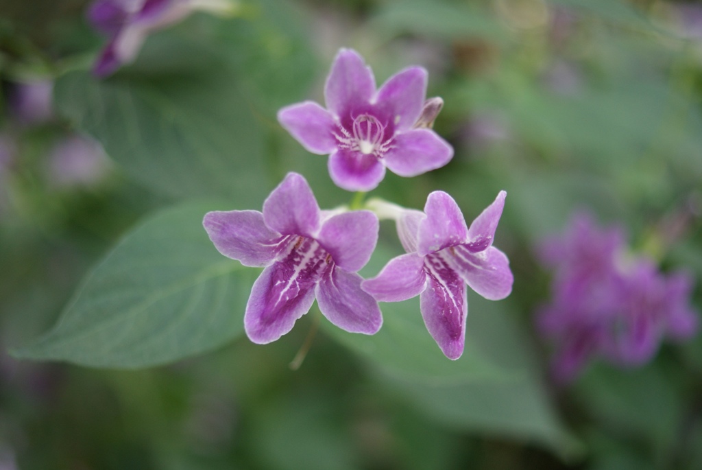 温室内の花