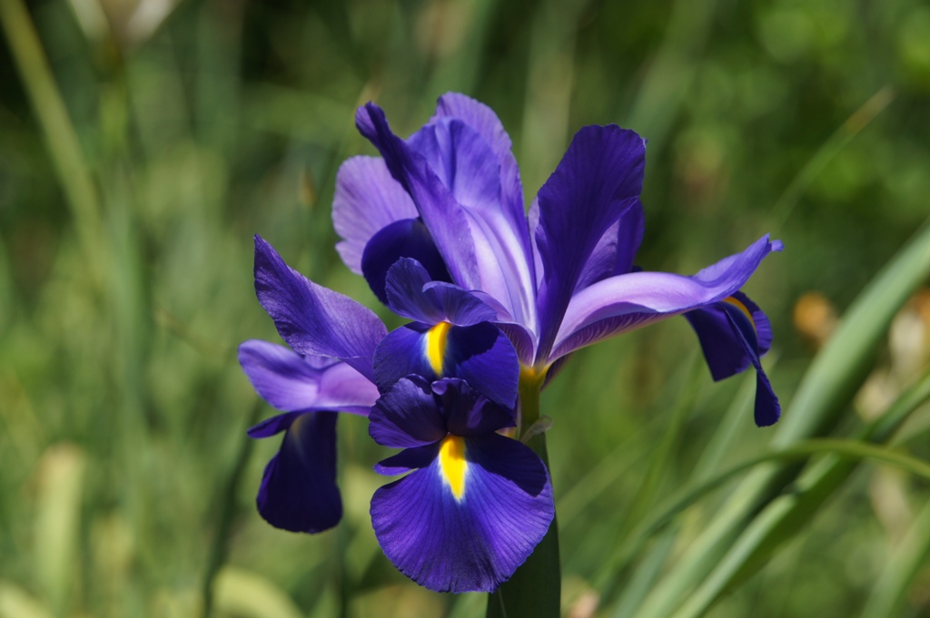 花菖蒲(ハナショウブ)