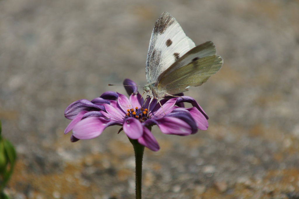 花とチョウ