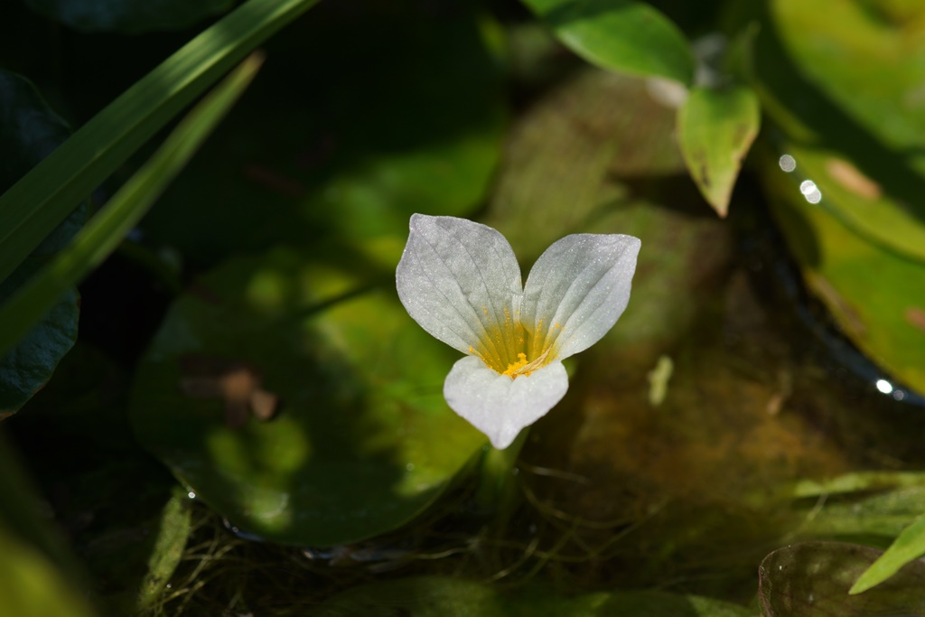 ミズオオバコの花