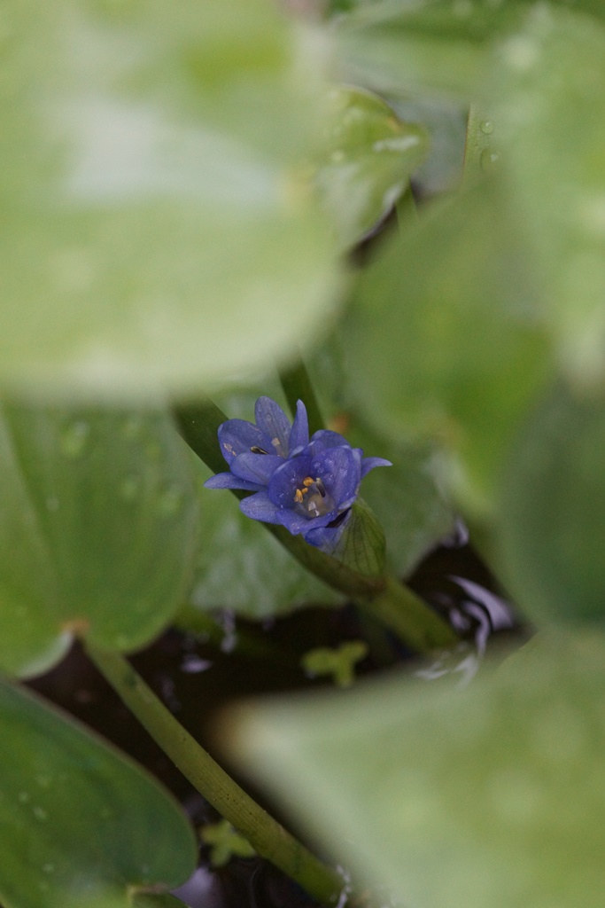 タライ4号のコナギの花