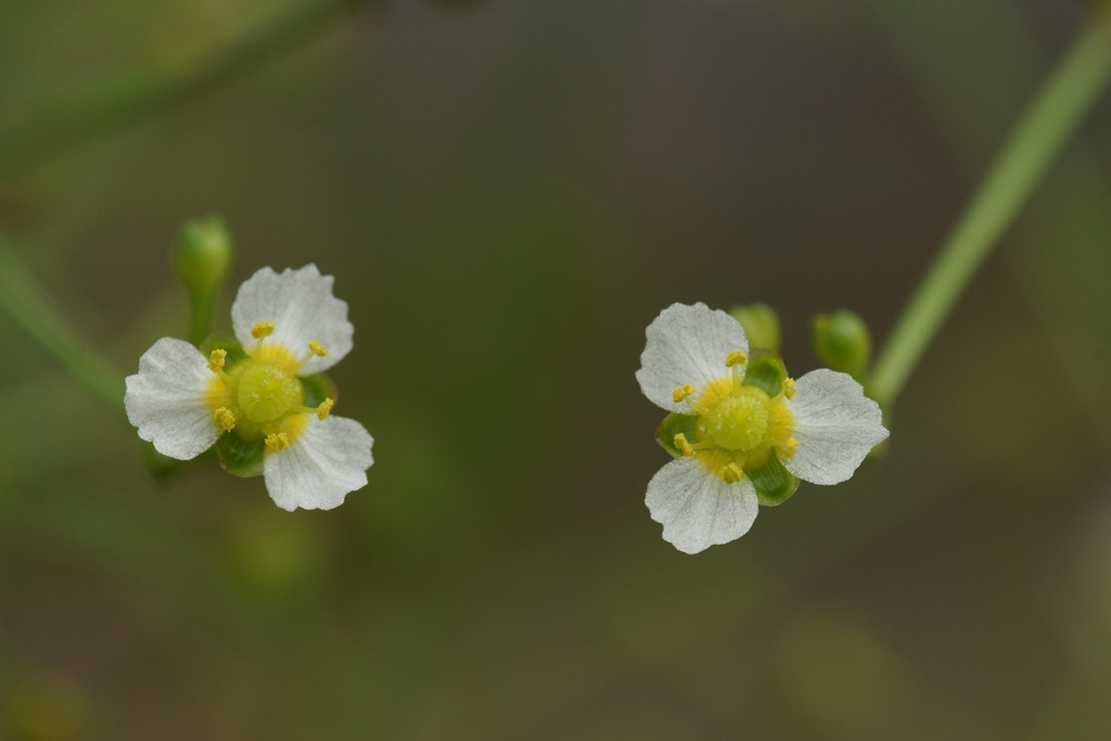 小さな花