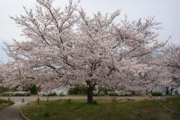 1本桜