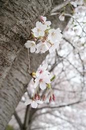 幹の桜