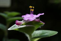 サボテン温室内の花