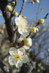 白梅の花と蕾