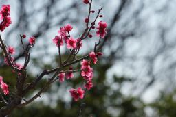 ウメと空