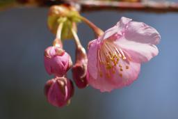 河津桜の開花