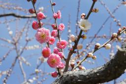 思いのままの花