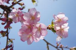 河津桜の花びら