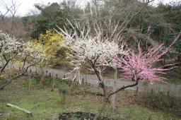 紅白の梅(ウメ)とサンシュユ