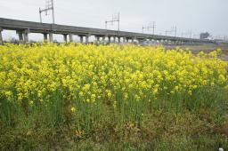 菜の花(ナノハナ)