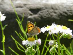 花とチョウ