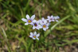 小さな花