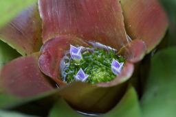 Neoregelia cv. Carousel