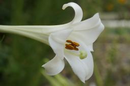 タカサゴユリの花