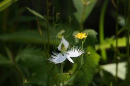 サギソウと近くの花