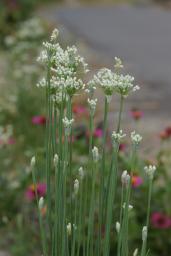 韮(ニラ)の花