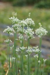 韮(ニラ)の開花