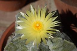 鸞鳳玉(ランポウキョク)の花が大きい