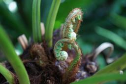 ゼンマイの様な新芽