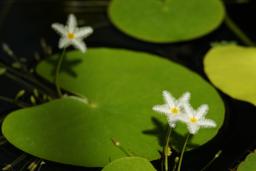 温室内の白花