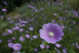 紫の花達