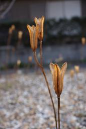 タカサゴユリの種