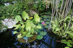 水生植物室内の池