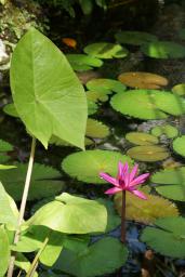 水生植物室のスイレン