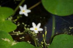 ニンフォイデス(白花)