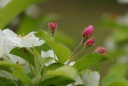 リンゴの花