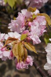 桜色