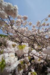 桃花の関山(カンザン)