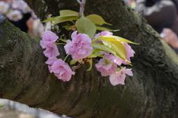 幹と桜