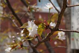 奈良八重桜(ナラヤエザクラ)