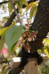 貴船雲珠桜(キフネウズザクラ)