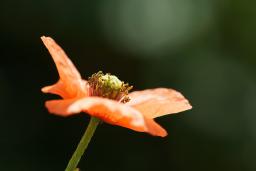 可愛いケシの花